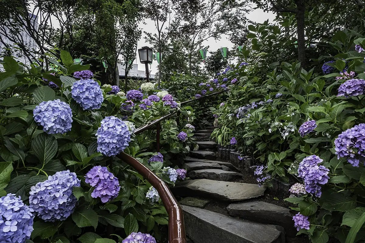 ⛩️ 하쿠산 신사 이미지 7